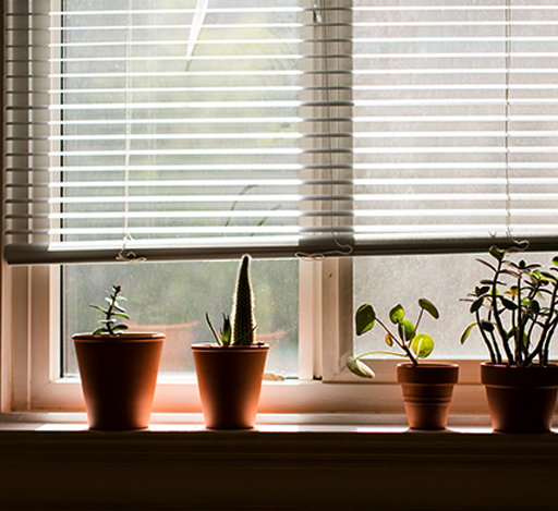 Four potted plants on a sunny windowsill with closed blinds behind them.
